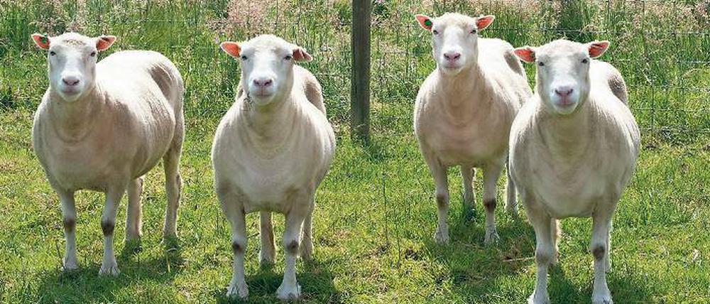Quartett. Diese vier Tiere sind Kopien des berühmten Schafs „Dolly“, das vor 20 Jahren geboren wurde. Ihnen geht es genauso gut wie gewöhnlichen Schafen.