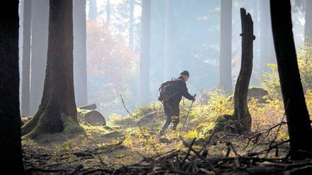 Wanderer, kommst du zum Großen Feldberg. Frühmorgendliche Waldszene im Taunus.