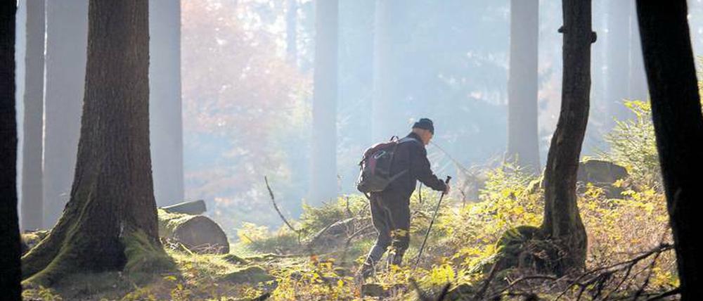 Wanderer, kommst du zum Großen Feldberg. Frühmorgendliche Waldszene im Taunus.