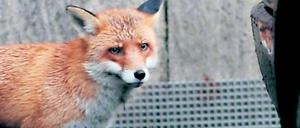 Ein netter Fuchs?