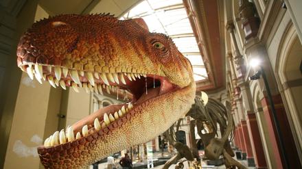 Nachmodellierter Kopf auf dem Allosaurus-Skelett und andere Dinosaurierskelette in der  großen Ausstellungshalle im Museum für Naturkunde in Berlin-Mitte.
