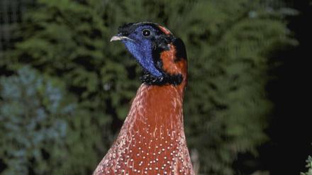 Das Satyrtragopan-Männchen sieht schon beeindruckend aus, wenn er nicht die Hörnchen ausgefahren hat.