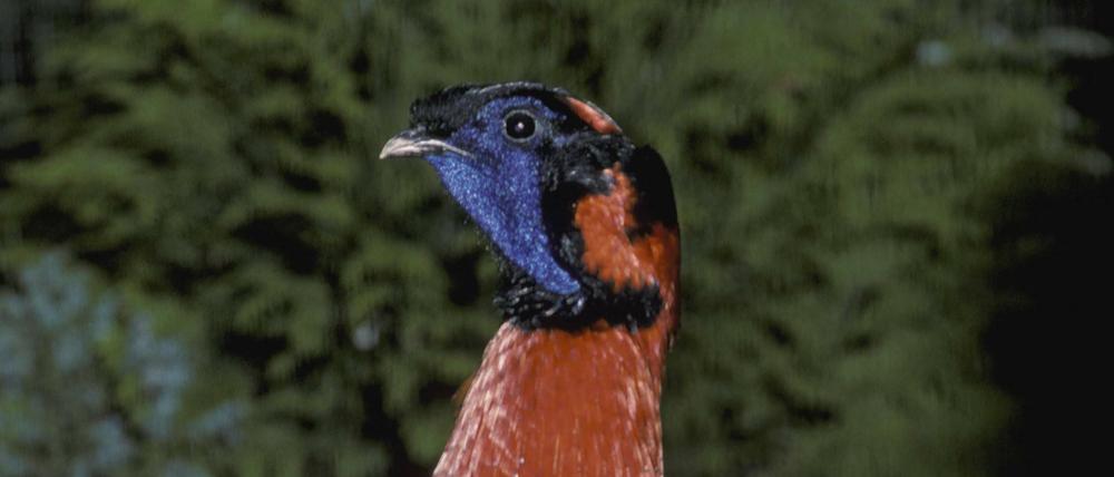 Das Satyrtragopan-Männchen sieht schon beeindruckend aus, wenn er nicht die Hörnchen ausgefahren hat.