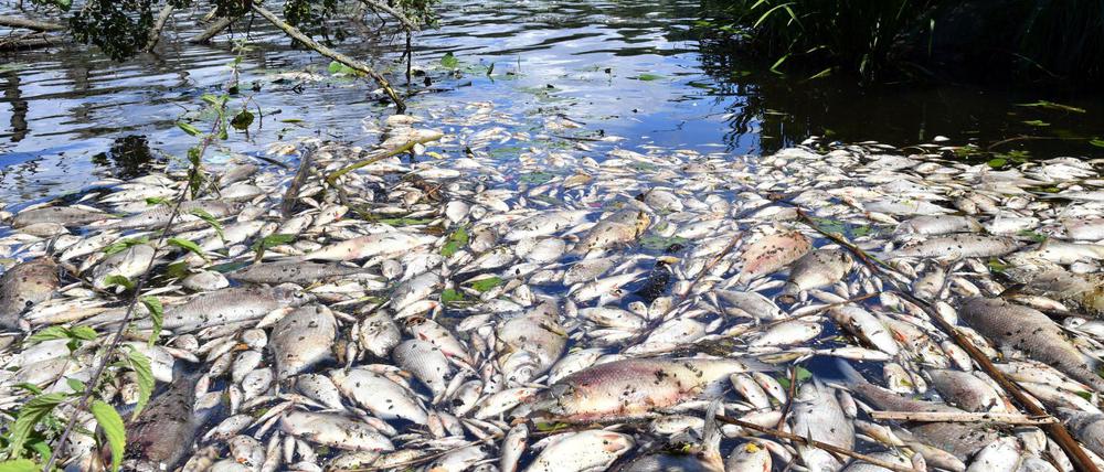 Angeschwemmt. Unzählige tote Fische stinken am Ufer des Machnower Sees vor sich hin.