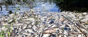 Angeschwemmt. Unzählige tote Fische stinken am Ufer des Machnower Sees vor sich hin.