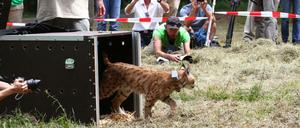 Auf geht's. Insgesamt drei Luchse wurden am 30.07.2016 im Pfälzerwald bei Waldleiningen ausgewildert.