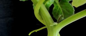 Fies. Der Teufelszwirn hat selbst keine Blätter oder Wurzeln. Stattdessen windet er sich um sein Opfer und saugt es aus.