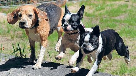 Schutzbedürftig. Fast 100.000 Hunde leben in Berlin. Foto: Jens Kalaene / dpa