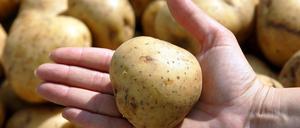 Bekommt "Linda" künftig Konkurrenz durch einen festkochenden "Horst"? Eine Petition fordert den Bundestag auf, sich für mehr Gleichberechtigung bei der Namensvergabe für Kartoffeln einzusetzen. 