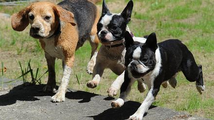 Sie wollen doch nur spielen. Aber manchmal beißen Hunde auch zu. 
