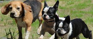 Sie wollen doch nur spielen. Aber manchmal beißen Hunde auch zu. 