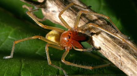 Die will nur krabbeln. Eine Ammen-Dornfinger-Spinne, aufgenommen im Sommer 2007 in Briesen (Brandenburg). 
