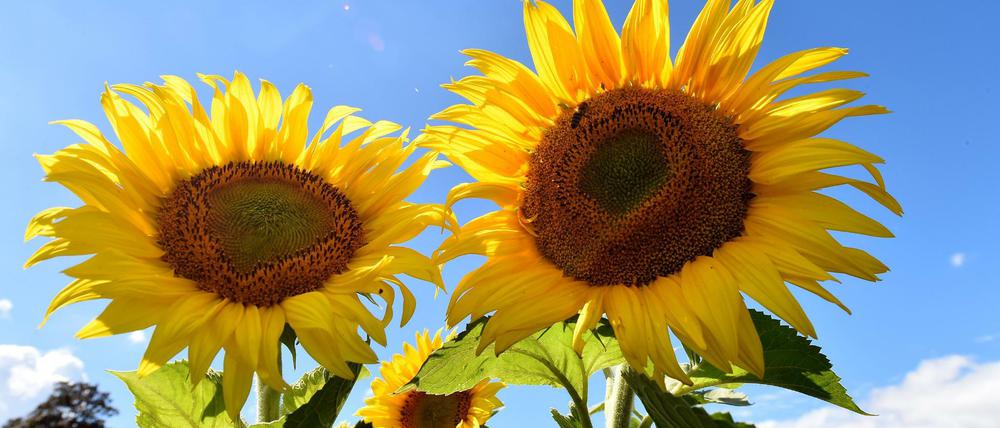 Sonnenblumen am Feldrand bei Groß Machnow (Brandenburg).