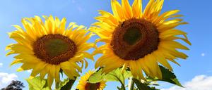 Sonnenblumen am Feldrand bei Groß Machnow (Brandenburg).