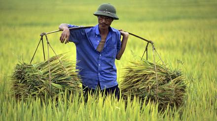 Reisbauern, wie hier in Vietnam, werden von den Konzernen geschult. 