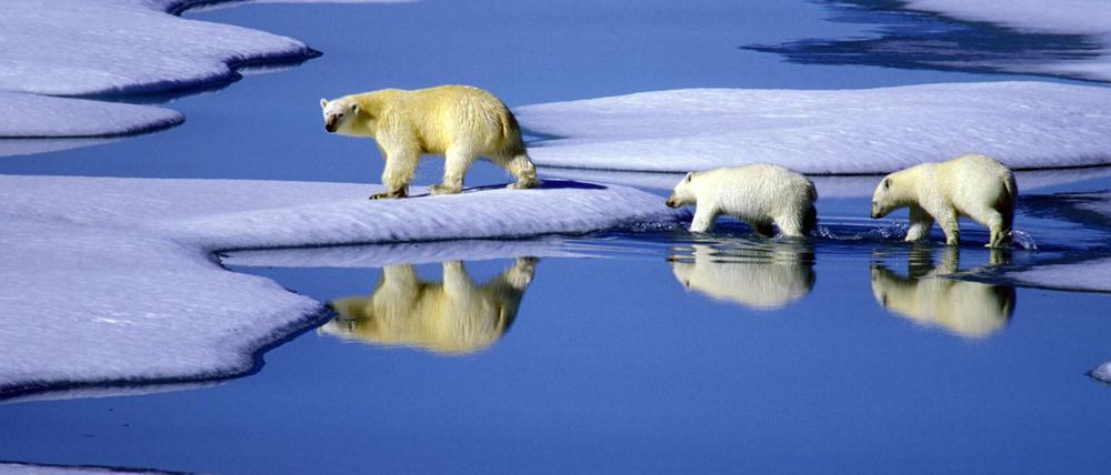Eine Eisbärenmutter marschiert mit ihren beiden Jungen auf Futtersuche über Eisschollen im Gebiet der Nordwest-Passage in Kanada.