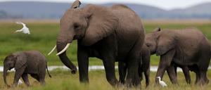 In den vergangenen fünf Jahren töteten Wilderer in Afrika mehr als 36 Elefanten täglich.
