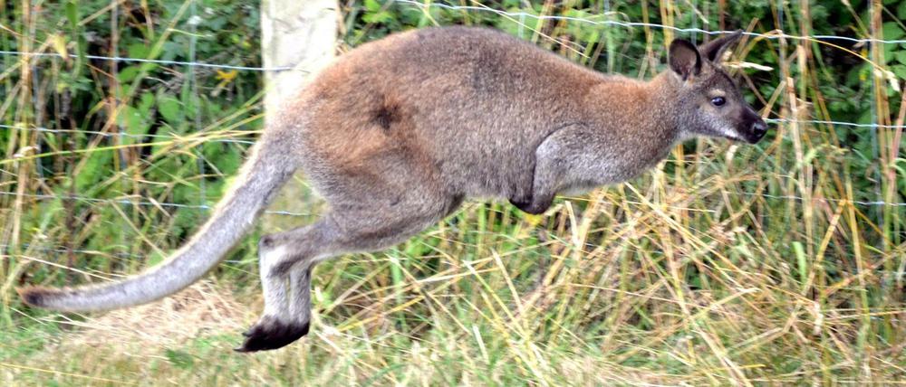 Das Känguru "Skippy" springt im Sommer vergangenen Jahres an einem Weidezaun entlang.