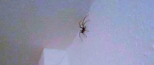 Der Beweis: die Spinne an der Wand.