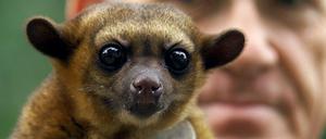 Knopfauge, sei wachsam: der Wickelbär.