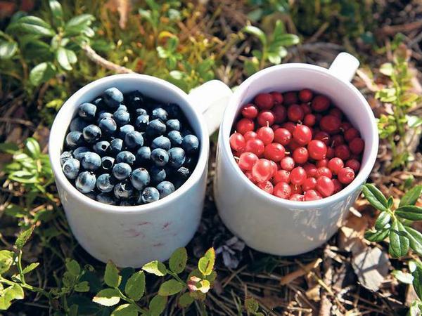 Süß. Die nächste Blaubeerlichtung ist garantiert nicht weit.