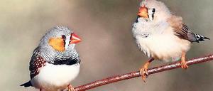 Zwei Finken sitzen auf einem Ast.