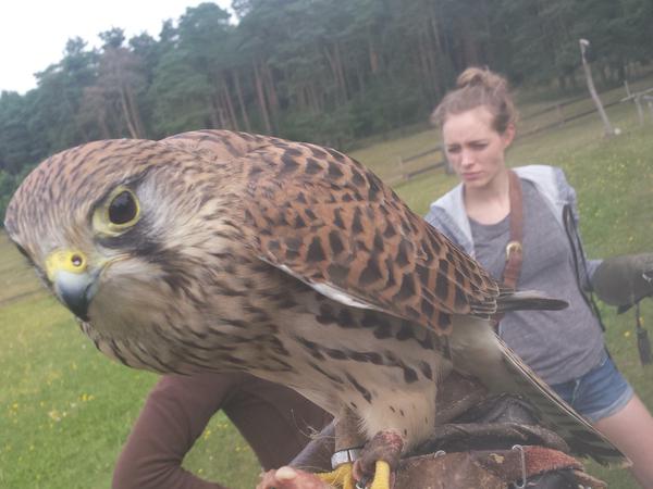 Bei der Falknerei im Wildpark Johannismühle.