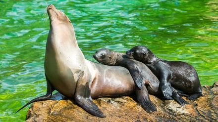 Seelöwin im Zoo mit Nachwuchs.