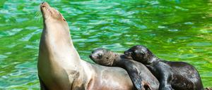 Seelöwin im Zoo mit Nachwuchs.