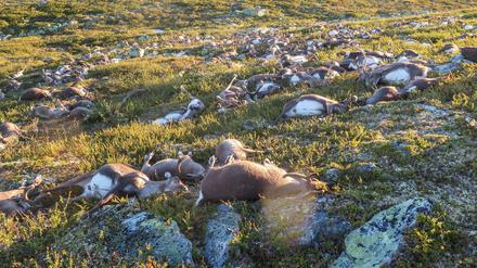 Tote Rentiere in Norwegen. 