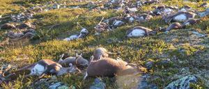 Tote Rentiere in Norwegen. 