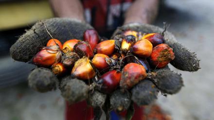 Eine Handvoll Palmölfrüchte in Indonesien. 