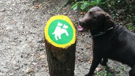 Leinen los für jede Art von Vergnügen? - Hunde bestaunen eine etwas andere Hundeampel; aufgenommen vor etwa 14 Tagen, seit kurzem aber überpinselt