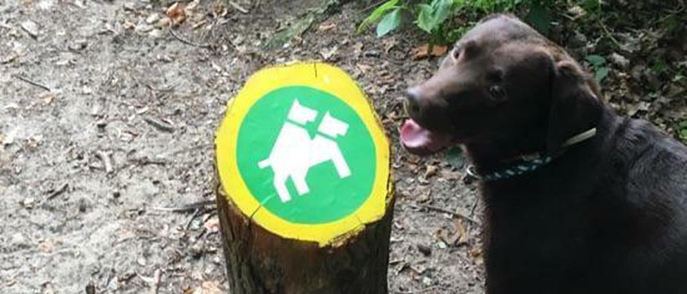 Leinen los für jede Art von Vergnügen? - Hunde bestaunen eine etwas andere Hundeampel; aufgenommen vor etwa 14 Tagen, seit kurzem aber überpinselt