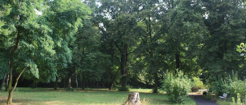 Diese Bäume auf dem Grundstück des Hauses Leonore könnten für die Errichtung der MUFs gefällt werden