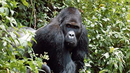 Ein Berggorilla, der eine Subspezies des Östlichen Gorillas (Gorilla beringei) und der größte Menschenaffe ist.