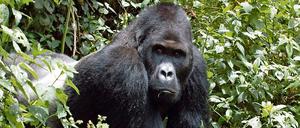 Ein Berggorilla, der eine Subspezies des Östlichen Gorillas (Gorilla beringei) und der größte Menschenaffe ist.