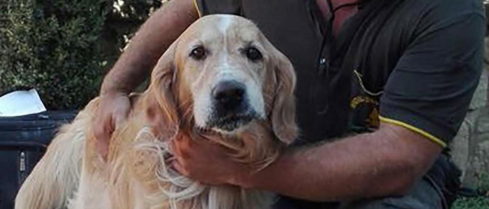 Der Golden Retriever Romeo wurde in der Ruine eines Hauses entdeckt.