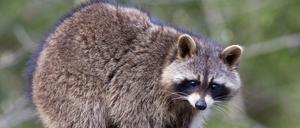 Possierliches Kerlchen. Aber Waschbären sind eigentlich hier nicht heimisch und bringen das Ökosystem durcheinander.