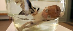 Die Werke des chinesischen Künstler Xiao Yu sorgen immer wieder für Diskussion. Seine Arbeit "Ruan" wurde 2005 nachträglich aus der Ausstellung im Kunstmuseum Bern entfernt.