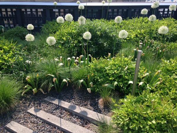 Mit seiner Bepflanzung der New Yorker High Line wurde Piet Oudolf endgültig berühmt. 