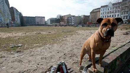 Berliner Brachen sind heiß begehrt. In einigen Lagen verzehnfachen sich die Preise.