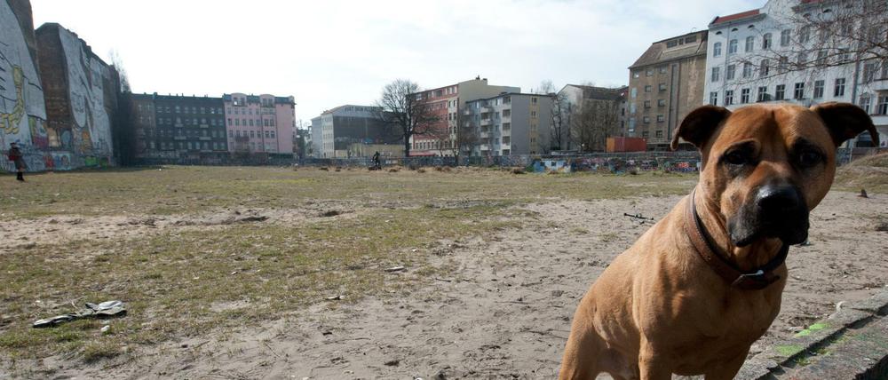 Berliner Brachen sind heiß begehrt. In einigen Lagen verzehnfachen sich die Preise.