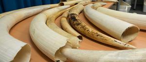 Mehr als eine Tonne Elfenbein wurde sichergestellt.