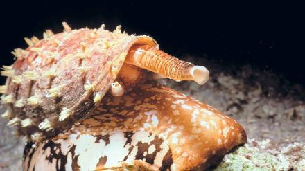 Kegelschnecke