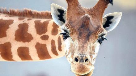 Bedroht. Von mancher Giraffenart gibt es nur noch 5000 Exemplare. 