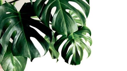 Monstera deliciosa. 
