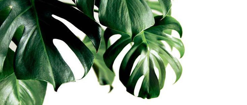 Monstera deliciosa.