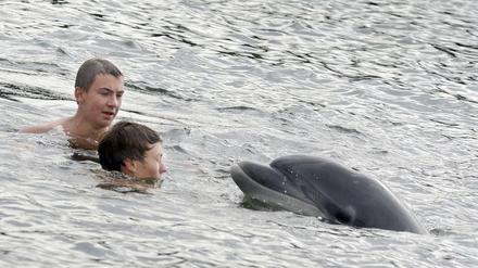 Ein Delfin schwimmt zwischen Badenden im Eingang zum Alten Schleusenkanal in Holtenau bei Kiel.