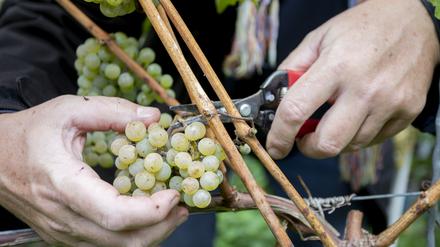 Der Wein aus diesen Rieslingreben trug bisher den Namen Kreuz-Neroberger und verweist auf die Partnerstadt Wiesbaden.